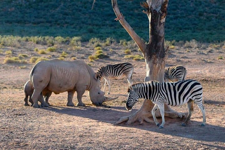 Aquila Big Five Safari from Cape Town: Sunset Safari with Lunch & Transport photo 1