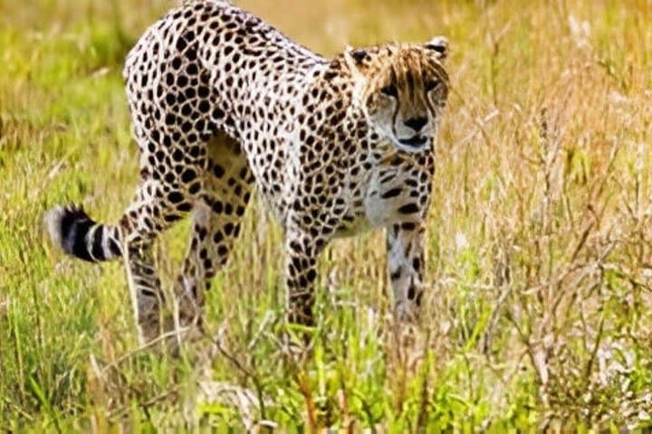 Aquila Big Five Safari from Cape Town: Sunset Safari with Lunch & Transport photo 2