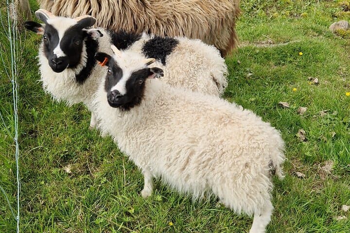 Private 3-Day Farm Stay and West Iceland Highlights: Golden Circle, Silver Circle & Snæfellsnes photo 2