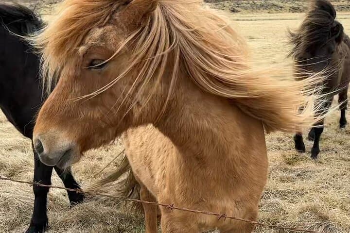 Private 3-Day Farm Stay and West Iceland Highlights: Golden Circle, Silver Circle & Snæfellsnes photo 4