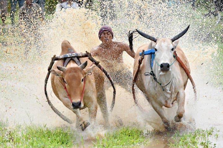 2-Day Private Tour: Pacu Jawi Bull Race & Rafflesia arnoldii in West Sumatra photo 4