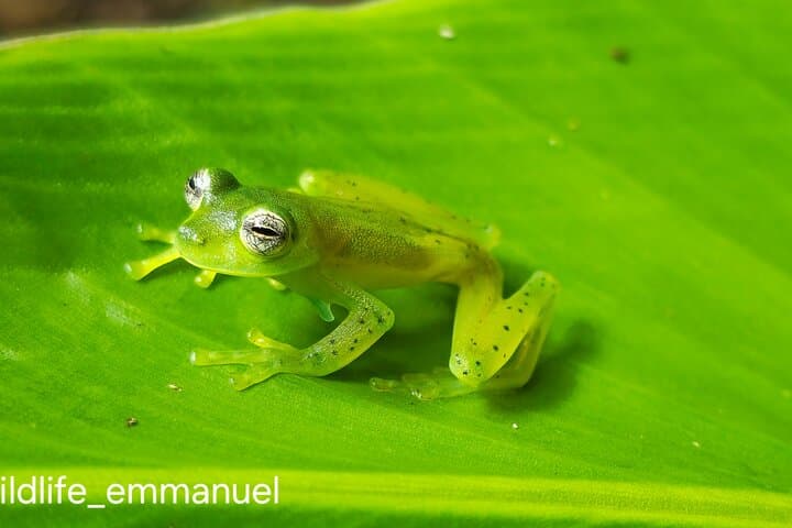 Monteverde Night Hike: Guided Nocturnal Wildlife Walk in the Cloud Forest