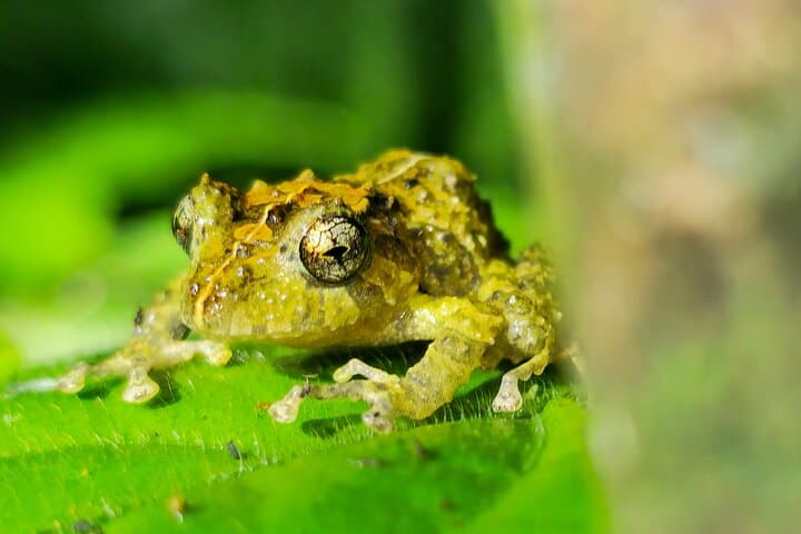 Monteverde Night Hike: Guided Nocturnal Wildlife Walk in the Cloud Forest photo 2