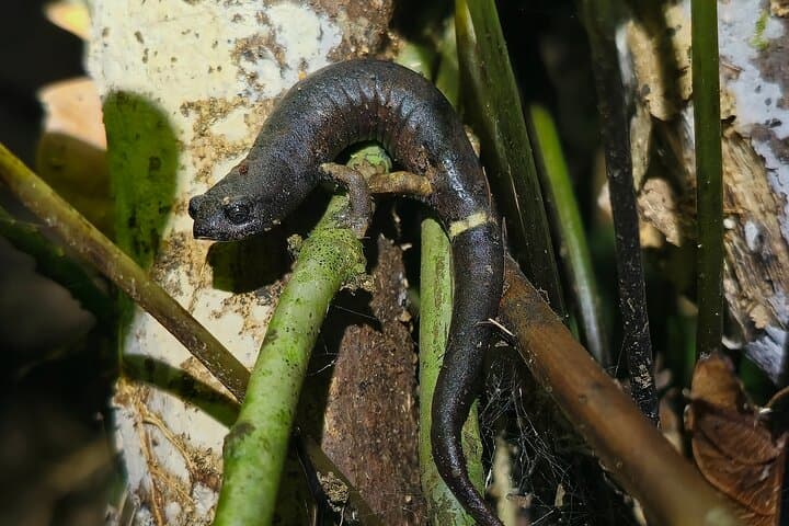 Monteverde Night Hike: Guided Nocturnal Wildlife Walk in the Cloud Forest photo 3