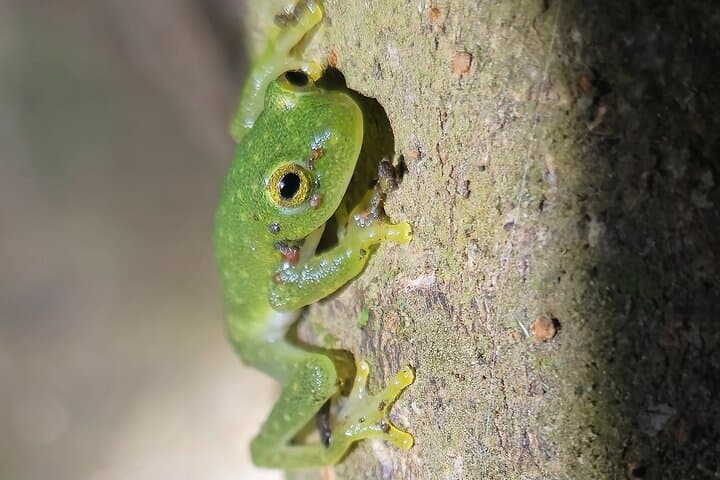 Monteverde Night Hike: Guided Nocturnal Wildlife Walk in the Cloud Forest photo 4