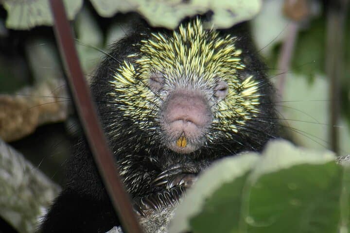 Monteverde Night Hike: Guided Nocturnal Wildlife Walk in the Cloud Forest photo 5