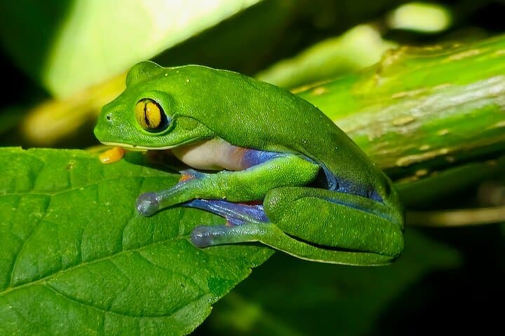 Monteverde Night Hike: Guided Nocturnal Wildlife Walk in the Cloud Forest photo 6