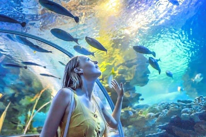 Dubai Aquarium & Underwater Zoo Admission — Dubai Mall Tunnel Experience