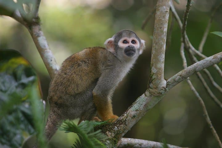 Andes-to-Amazon: 6-Day Ecuador Adventure from Cotopaxi to the Napo photo 4