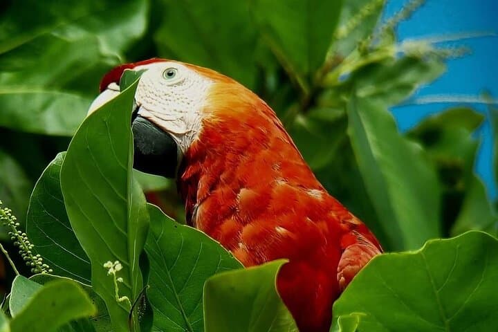 Birding the Golfo Dulce: Puerto Jiménez Morning Tour on the Osa Peninsula