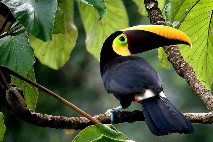 Birding the Golfo Dulce: Puerto Jiménez Morning Tour on the Osa Peninsula photo 2