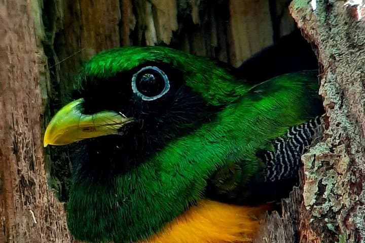 Birding the Golfo Dulce: Puerto Jiménez Morning Tour on the Osa Peninsula photo 3