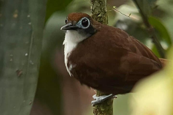 Birding the Golfo Dulce: Puerto Jiménez Morning Tour on the Osa Peninsula photo 4