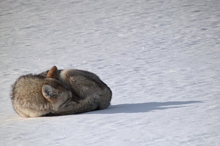 Yellowstone Winter Wolf Safari from Gardiner — Private Wildlife Tour