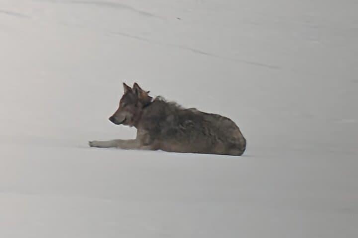 Yellowstone Winter Wolf Safari from Gardiner — Private Wildlife Tour photo 2