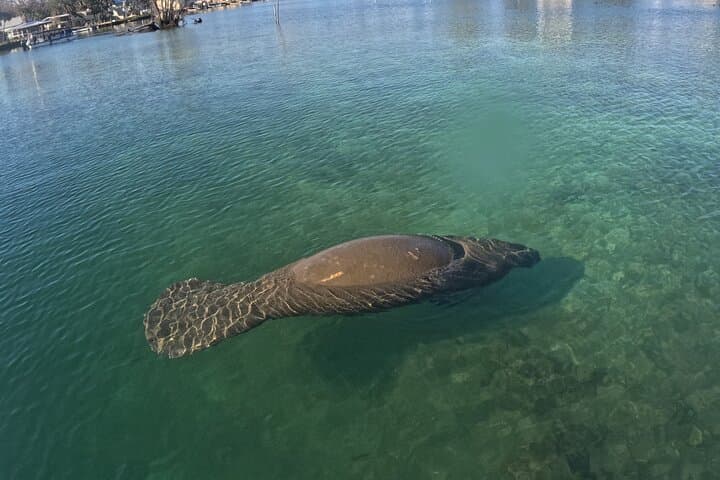 Exploring Crystal River’s Manatee Refuge: A Wildlife Viewing Boat Tour photo 3