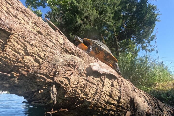 Exploring Crystal River’s Manatee Refuge: A Wildlife Viewing Boat Tour photo 4