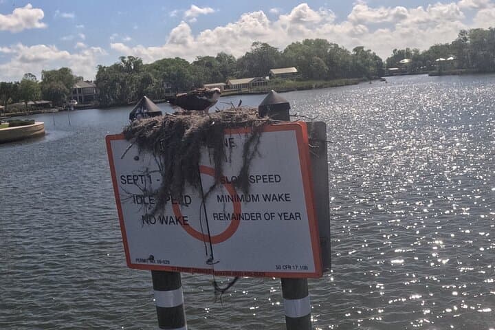 Exploring Crystal River’s Manatee Refuge: A Wildlife Viewing Boat Tour photo 5