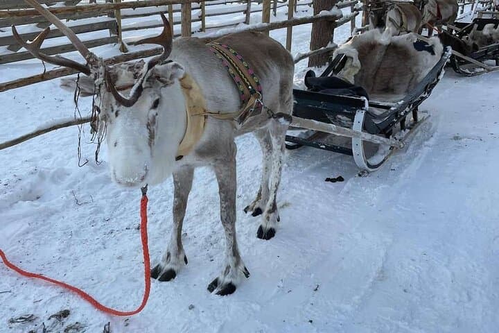 Reindeer Sleigh Ride & Husky Kennel Visit in Levi — Sami Cultural Experience photo 3