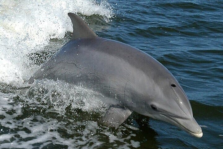 Hurghada Dolphin House VIP Snorkel Trip with Buffet Lunch photo 3