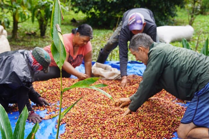 Coffee Farm Tour and Sugarcane Juicing in Costa Rica’s Southern Central Pacific photo 2
