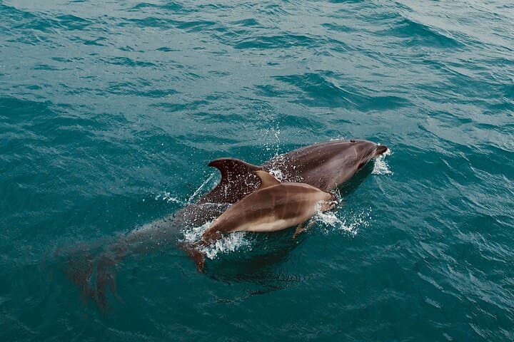 Hole in the Rock Cruise — Bay of Islands Full-Day Scenic Tour from Paihia photo 2