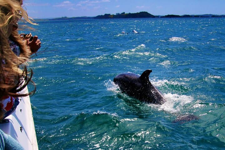 Hole in the Rock Cruise — Bay of Islands Full-Day Scenic Tour from Paihia