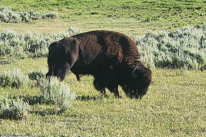 Yellowstone Lower Loop: Full-Day Tour to Old Faithful, Grand Prismatic & Lower Falls photo 5
