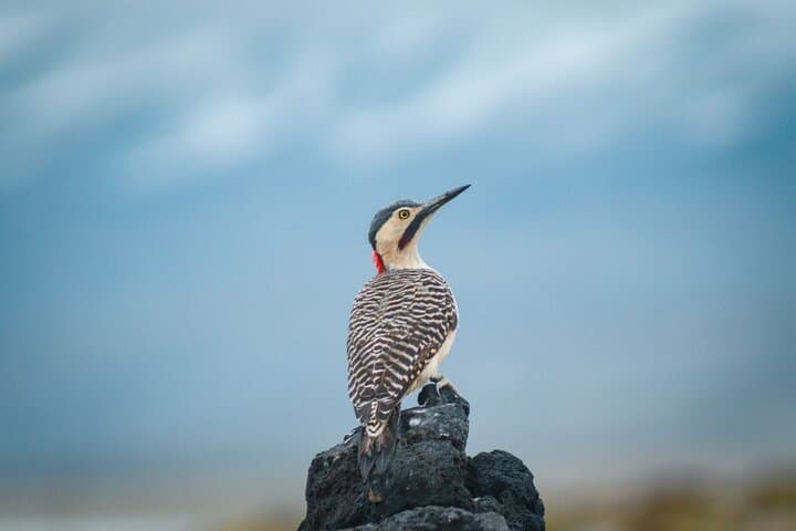 Full-Day Salinas & Aguada Blanca Reserve Tour from Arequipa: High-Andean Landscapes and Culture photo 6
