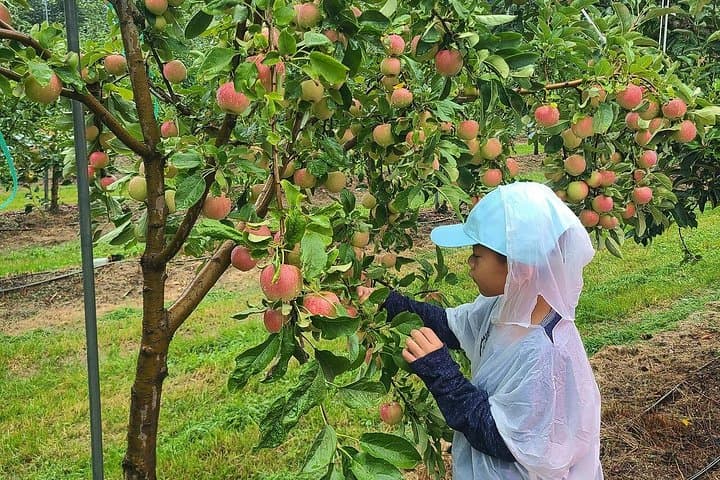 Pocheon Day Tour: Sanjung Lake, Apple Picking & Herb Island in a Single Day photo 3