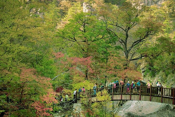 Seorak Day Trip from Seoul: Cherry Blossoms, Cable Car Views & Sokcho Food photo 5