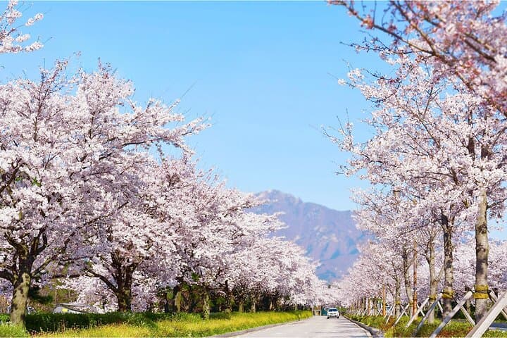 Seorak Day Trip from Seoul: Cherry Blossoms, Cable Car Views & Sokcho Food photo 2