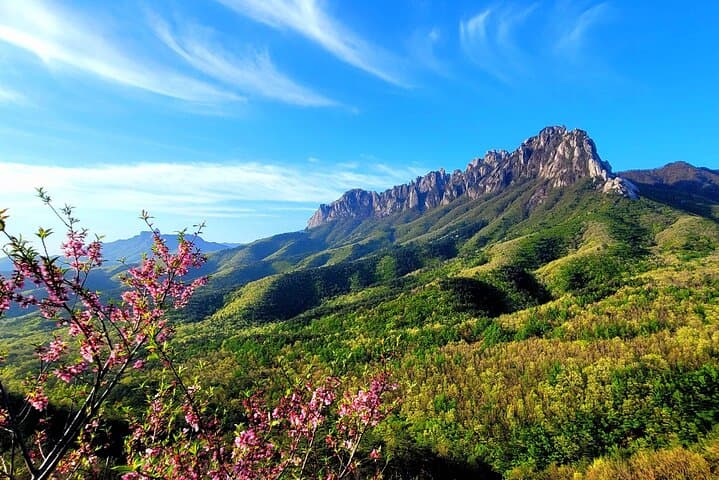 Seorak Day Trip from Seoul: Cherry Blossoms, Cable Car Views & Sokcho Food