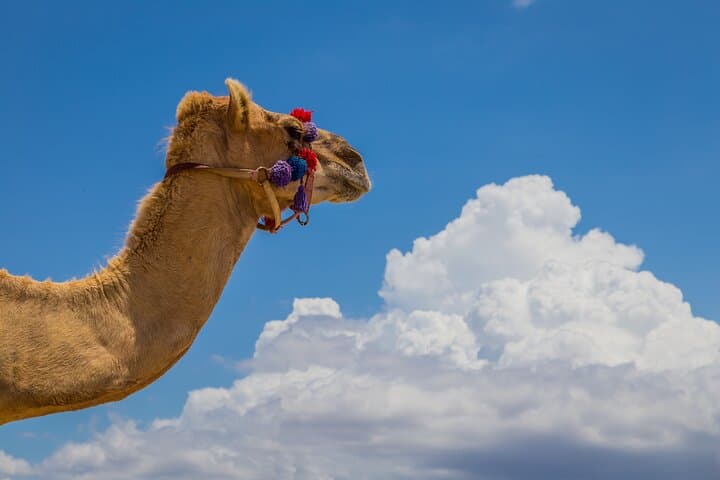 Los Cabos Camel Beach Safari and Tequila Tasting Experience photo 4