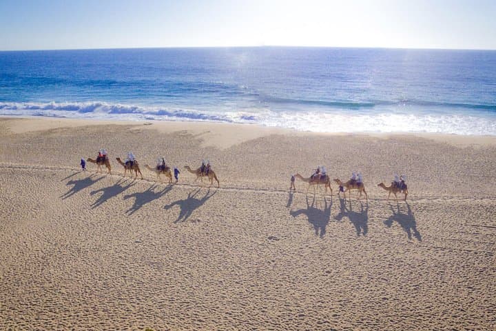 Los Cabos Camel Ride and Tequila Tasting: Desert-to-Sea Family Adventure photo 4