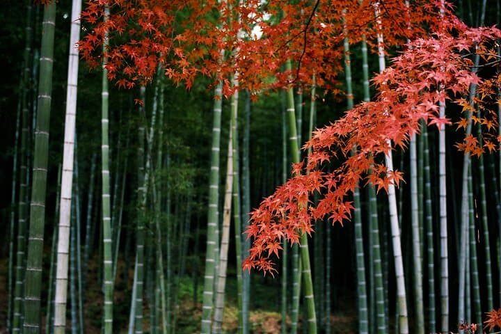 Arashiyama Bamboo Grove Guided Walk: Sagano, Tenryuji & Kimono Forest (3-Hour) photo 2