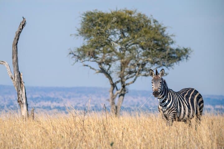 5-Day Migration Safari: From Tarangire Baobabs to the Mara River Crossings photo 3