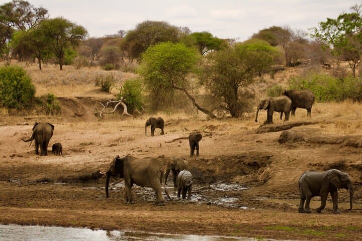 5-Day Migration Safari: From Tarangire Baobabs to the Mara River Crossings photo 4