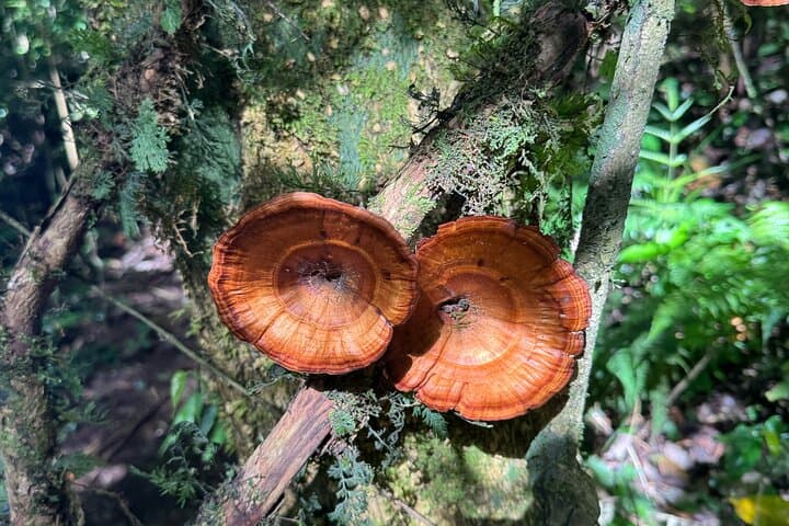 Tamblingan Lake Forest Walk & Canoe Ride — Bali Guided Nature Tour photo 4