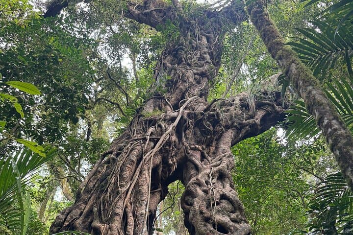Tamblingan Lake Forest Walk & Canoe Ride — Bali Guided Nature Tour photo 5