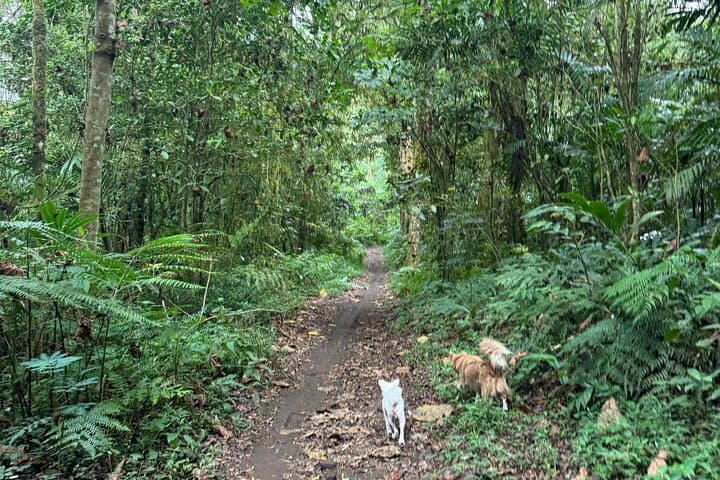 Tamblingan Lake Forest Walk & Canoe Ride — Bali Guided Nature Tour photo 6