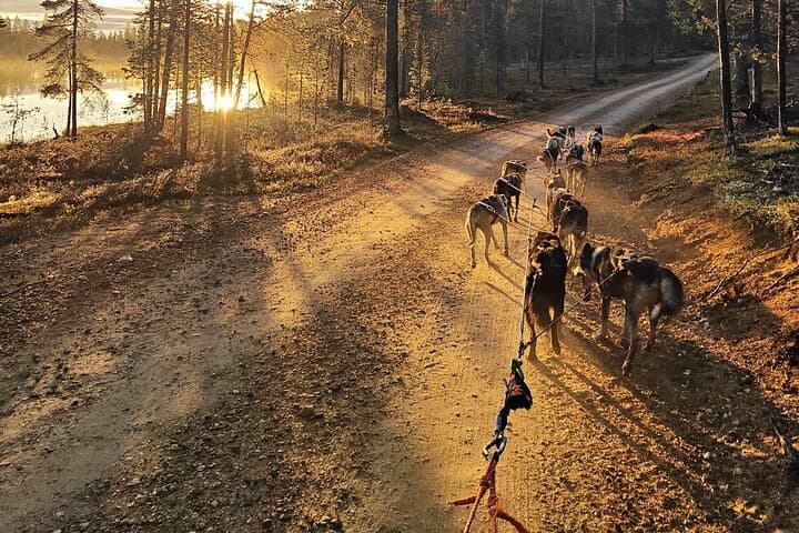 Rovaniemi Autumn Husky Cart Ride — Insider Farm Visit & Kota Experience photo 3