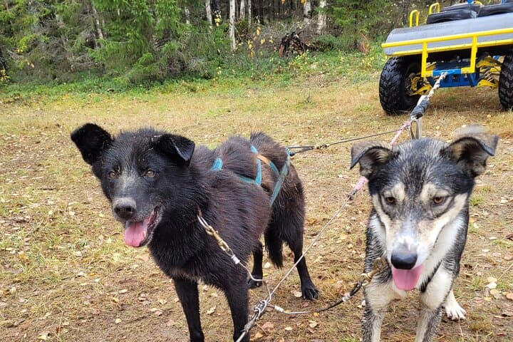Rovaniemi Autumn Husky Cart Ride — Insider Farm Visit & Kota Experience