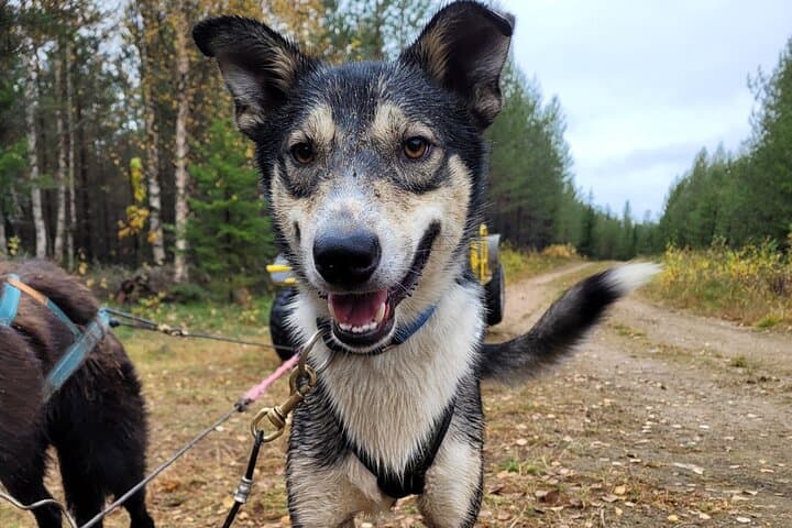 Rovaniemi Autumn Husky Cart Ride — Insider Farm Visit & Kota Experience photo 4