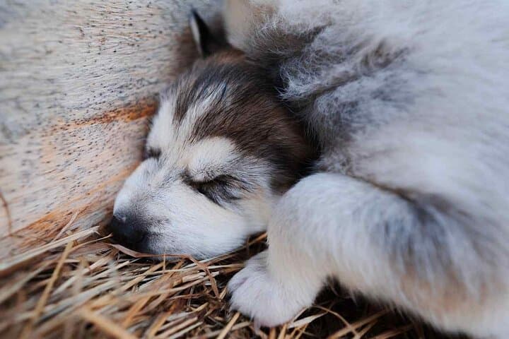 Rovaniemi Autumn Husky Cart Ride — Insider Farm Visit & Kota Experience photo 2