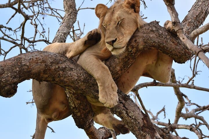 1-Day Mikumi Safari from Dar es Salaam by Train — Full-Day Game Drive in Mikumi National Park photo 2