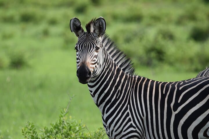 1-Day Mikumi Safari from Dar es Salaam by Train — Full-Day Game Drive in Mikumi National Park photo 3