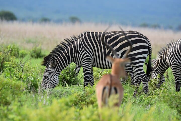 1-Day Mikumi Safari from Dar es Salaam by Train — Full-Day Game Drive in Mikumi National Park photo 4