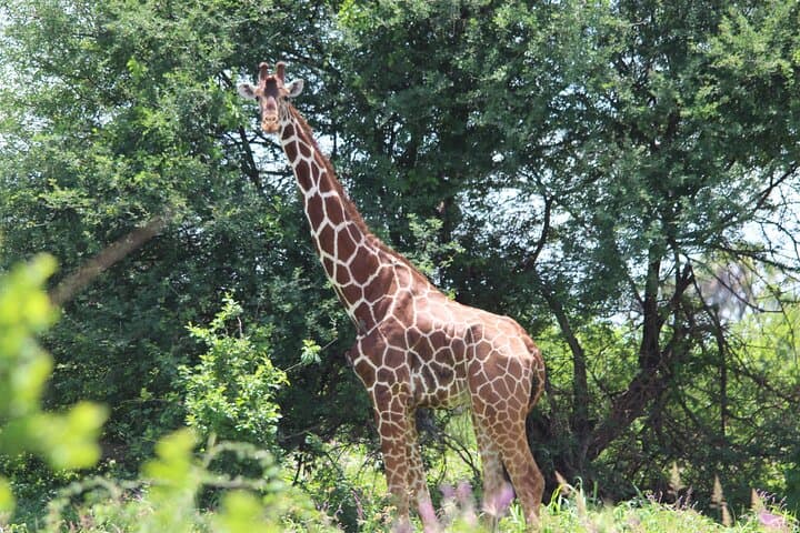 3-Day Maasai Mara Luxury Safari: Game Drives, Sundowners & Optional Balloon photo 3