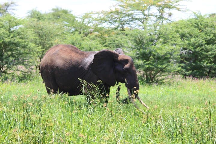 3-Day Maasai Mara Luxury Safari: Game Drives, Sundowners & Optional Balloon photo 4